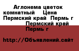 Аглонема цветок комнатный  › Цена ­ 200 - Пермский край, Пермь г.  »    . Пермский край,Пермь г.